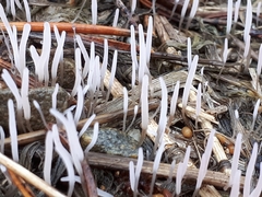 Alloclavaria purpurea