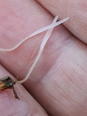 Alloclavaria purpurea