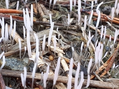 Alloclavaria purpurea