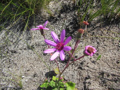 Senecio hastifolius