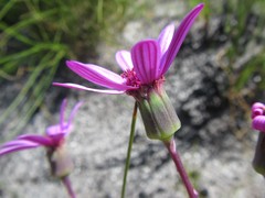 Senecio hastifolius