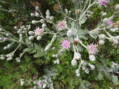 Lampropappus eremanthifolia