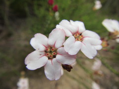 Adenandra brachyphylla