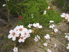 Adenandra brachyphylla