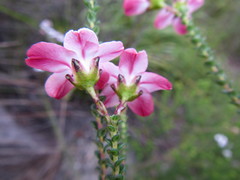Adenandra brachyphylla