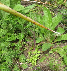 Haloragis erecta erecta