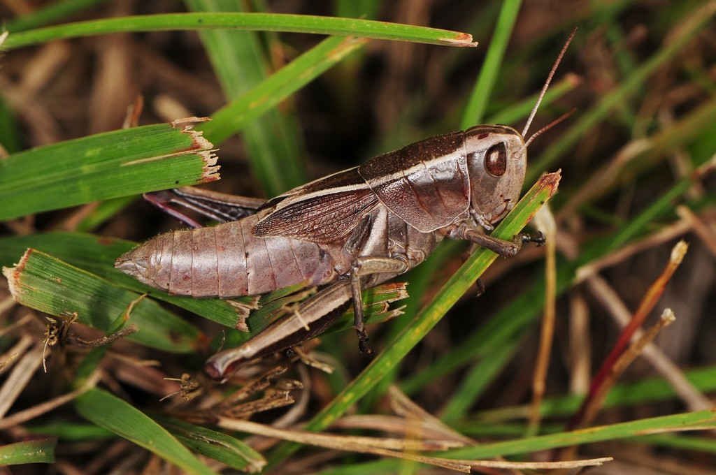 Paratylotropidia brunneri