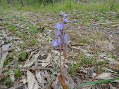 Thelymitra alcockiae