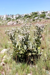 Lampropappus eremanthifolia