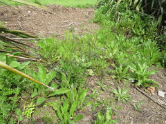 Haloragis erecta erecta