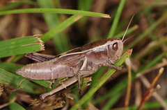 Paratylotropidia brunneri