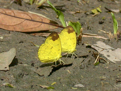 Eurema simulatrix