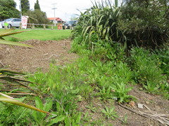 Haloragis erecta erecta