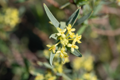 Pimelea microcephala