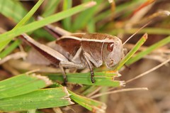 Paratylotropidia brunneri