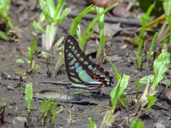 Graphium evemon