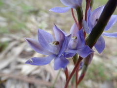 Thelymitra alcockiae