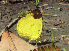Eurema simulatrix