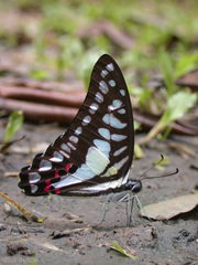 Graphium evemon
