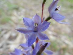 Thelymitra alcockiae