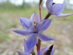 Thelymitra alcockiae