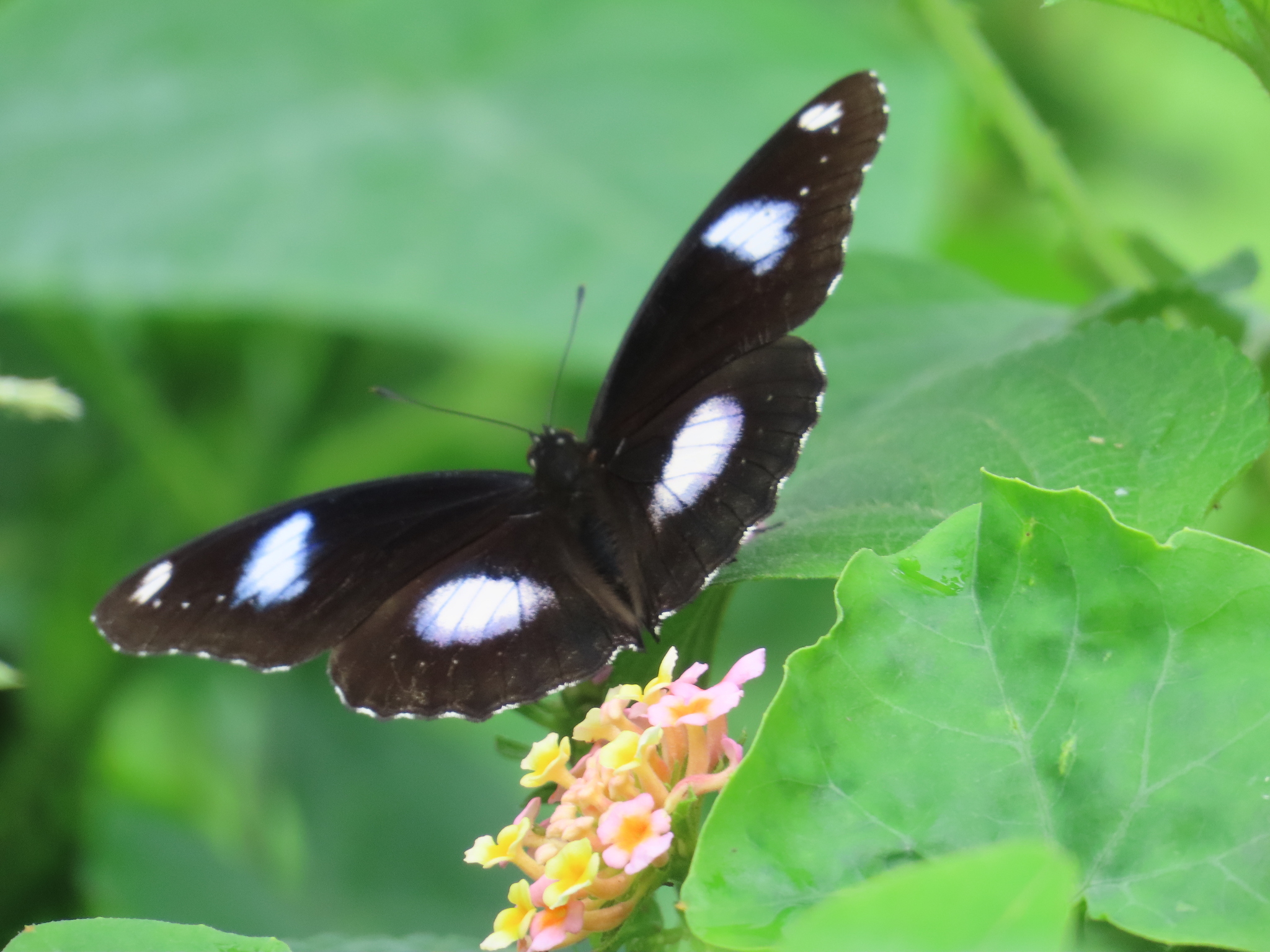 Great Eggfly