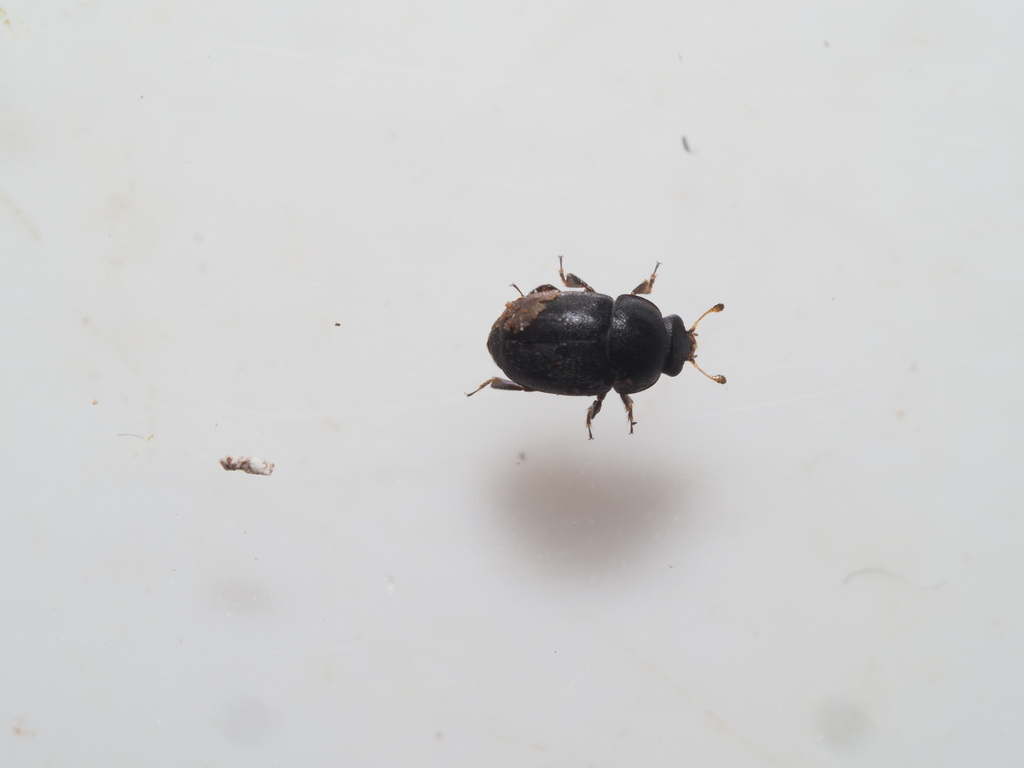Acanthogethes brevis