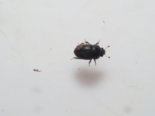 Acanthogethes brevis