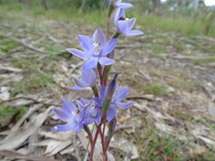 Thelymitra alcockiae