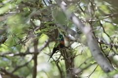 Cinnyris nectarinioides