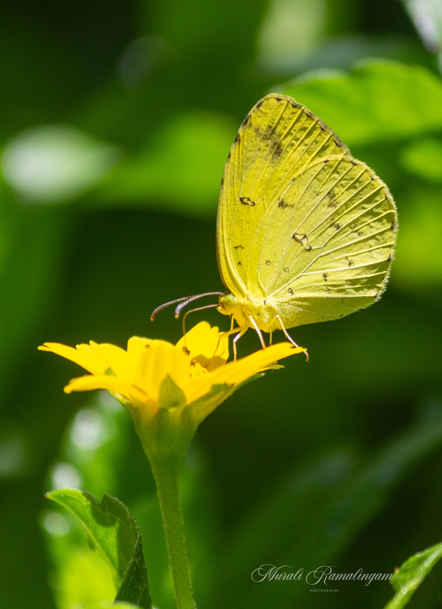 Common Grass Yellow