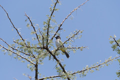 Pycnonotus barbatus tricolor