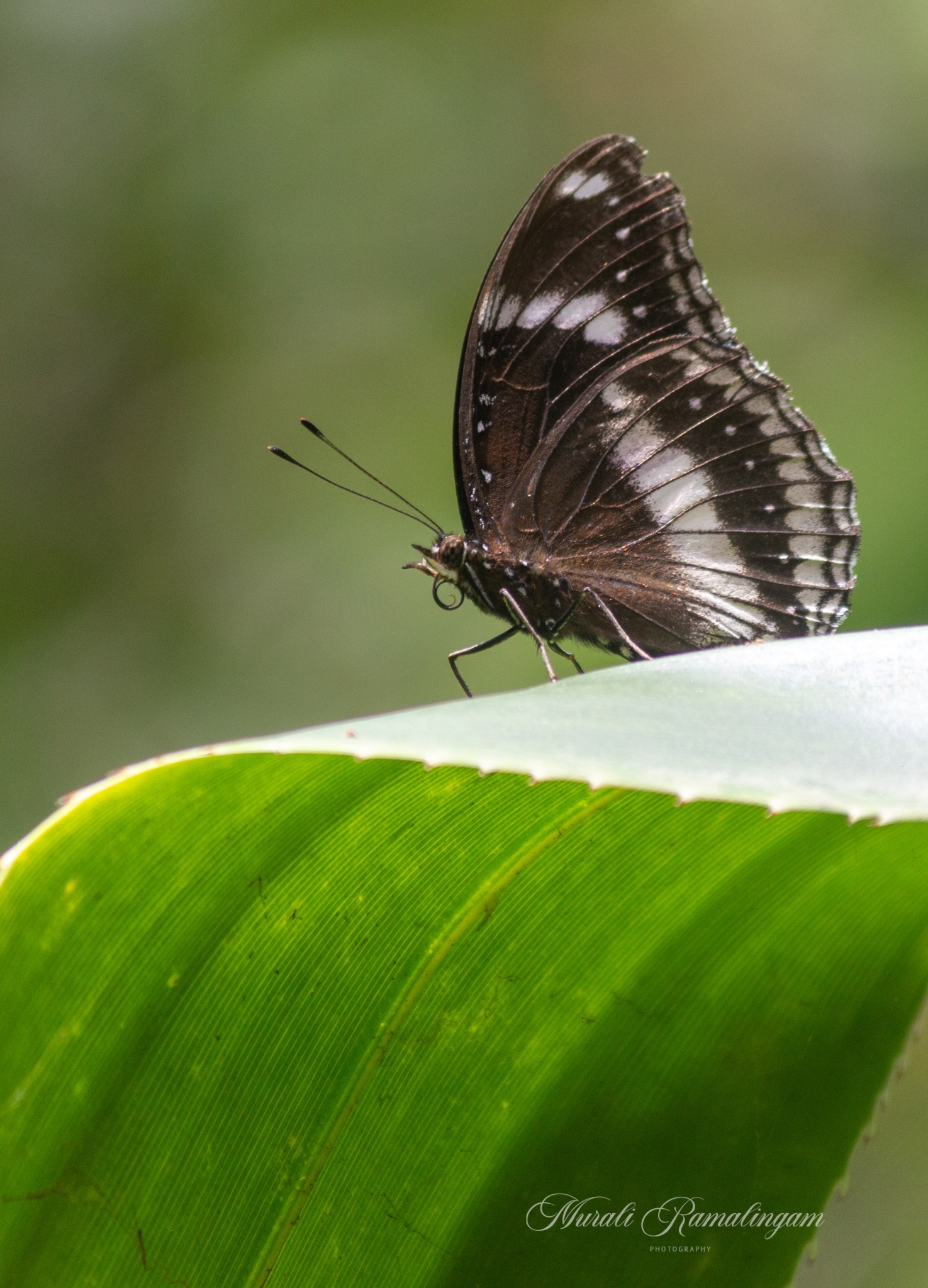 Great Eggfly
