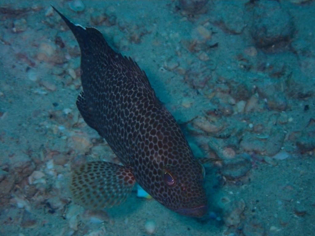 Areolate grouper
