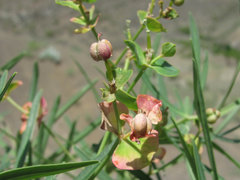 Euphorbia daghestanica