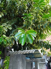Ficus elastica