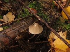 Mycena polygramma