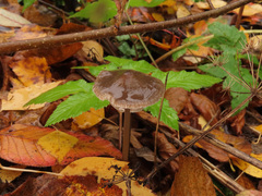 Mycena polygramma