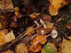 Mycena polygramma