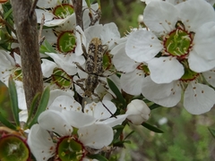 Pempsamacra dispersa