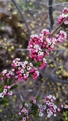 Thryptomene