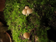 Phloeomana alba