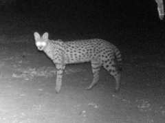 Leptailurus serval constantina