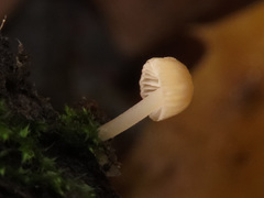 Phloeomana alba