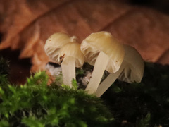 Phloeomana alba