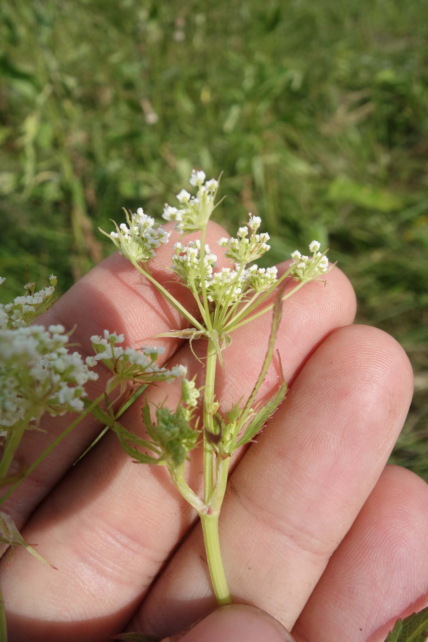 Skirret (Sium sisarum)
