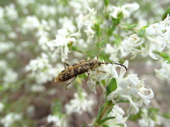 Pempsamacra dispersa