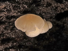 Phloeomana minutula