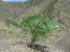 Euphorbia daghestanica