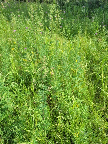 Наблюдение на iNaturalist